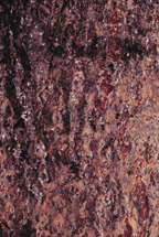 Fig. 2. Sycamore bark showing cottony masses that cover the scales.